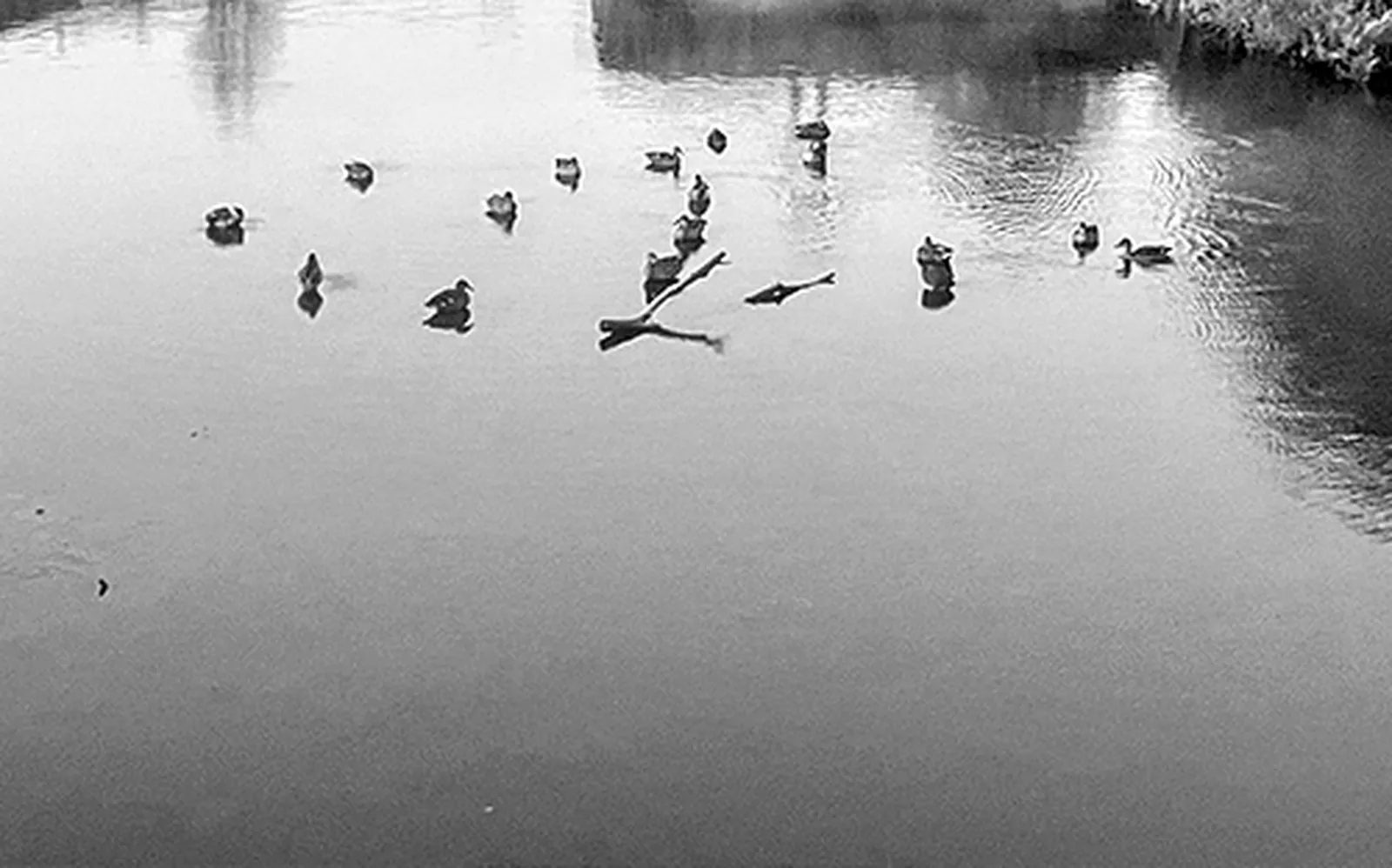 a feeling of free will