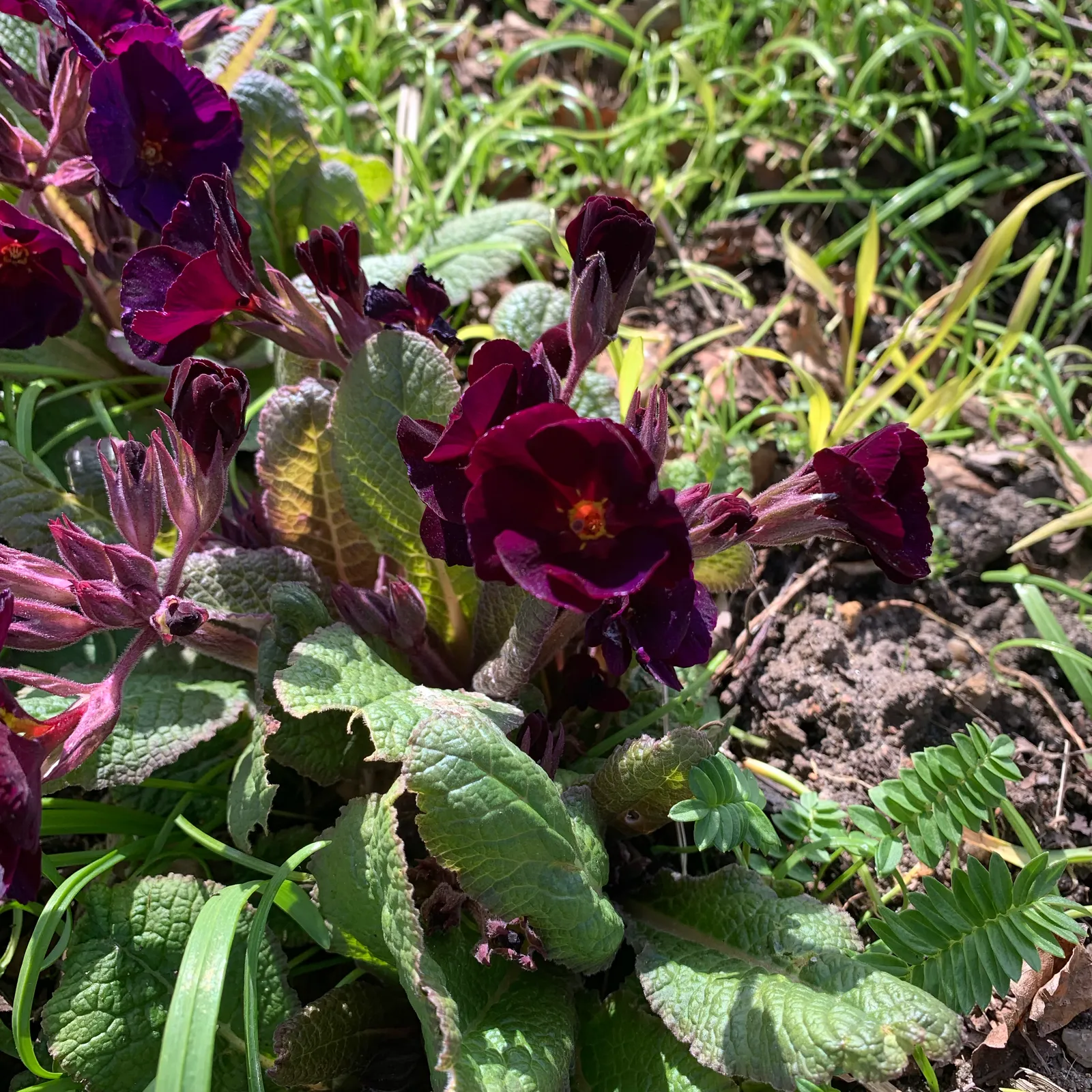 a light inside a flower