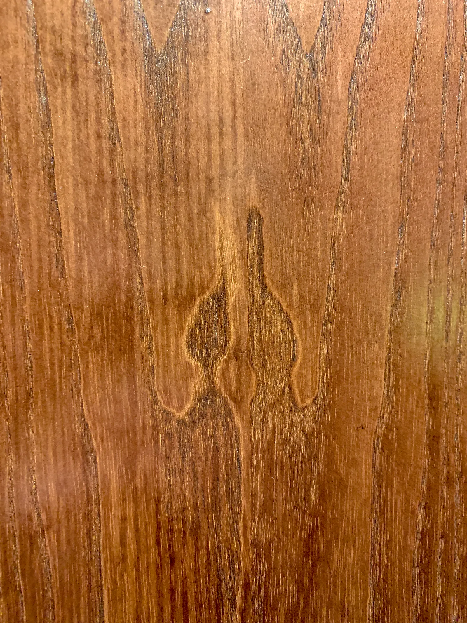 creatures who understand light