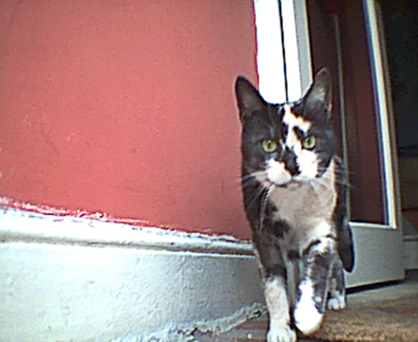 perfection of flowers